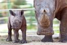 Julie Scardina’s African Journey: Rhinos Under Siege